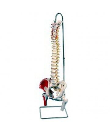 Spine Model with Femur Heads and Painted Muscles