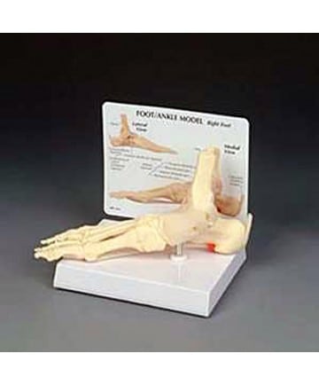 Foot and Ankle Model