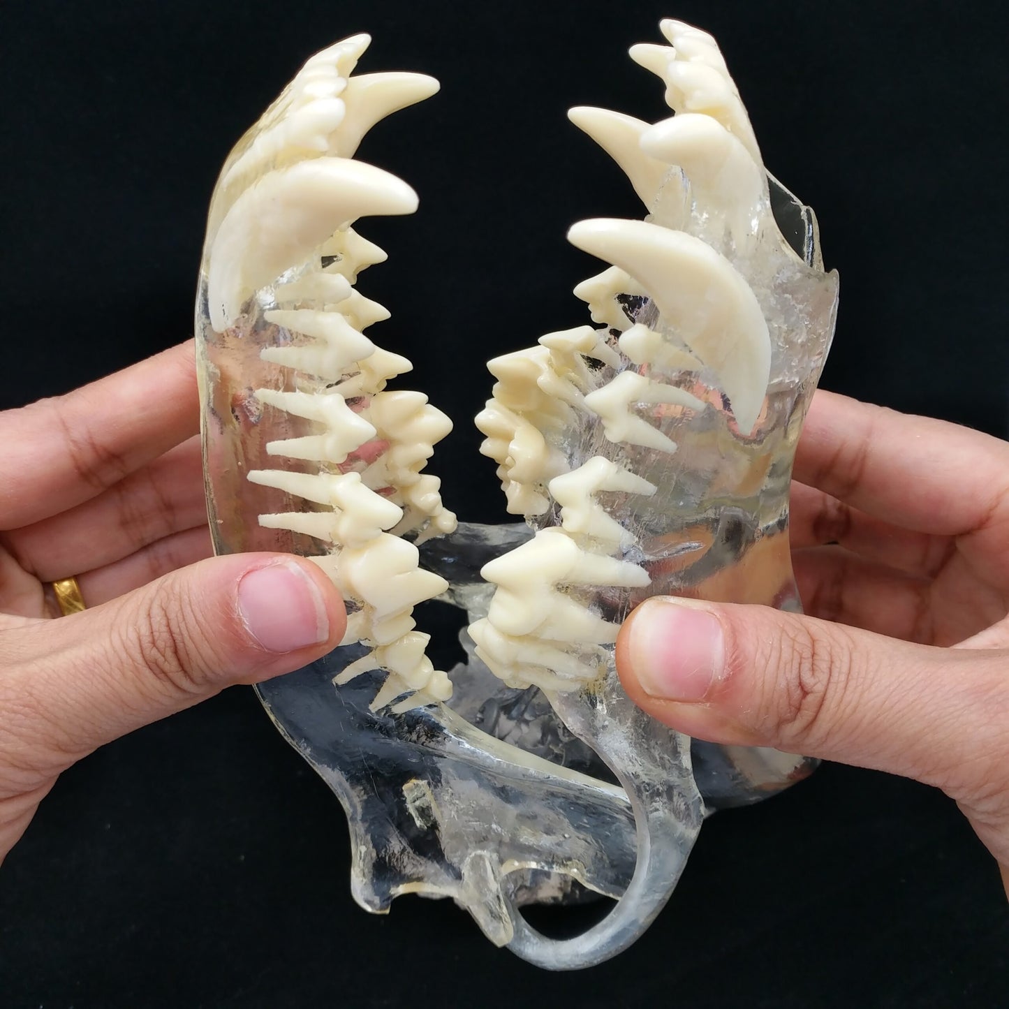Dental Dog Teeth Model With Head Dental Training Mode Transparent Dog Teeth Model