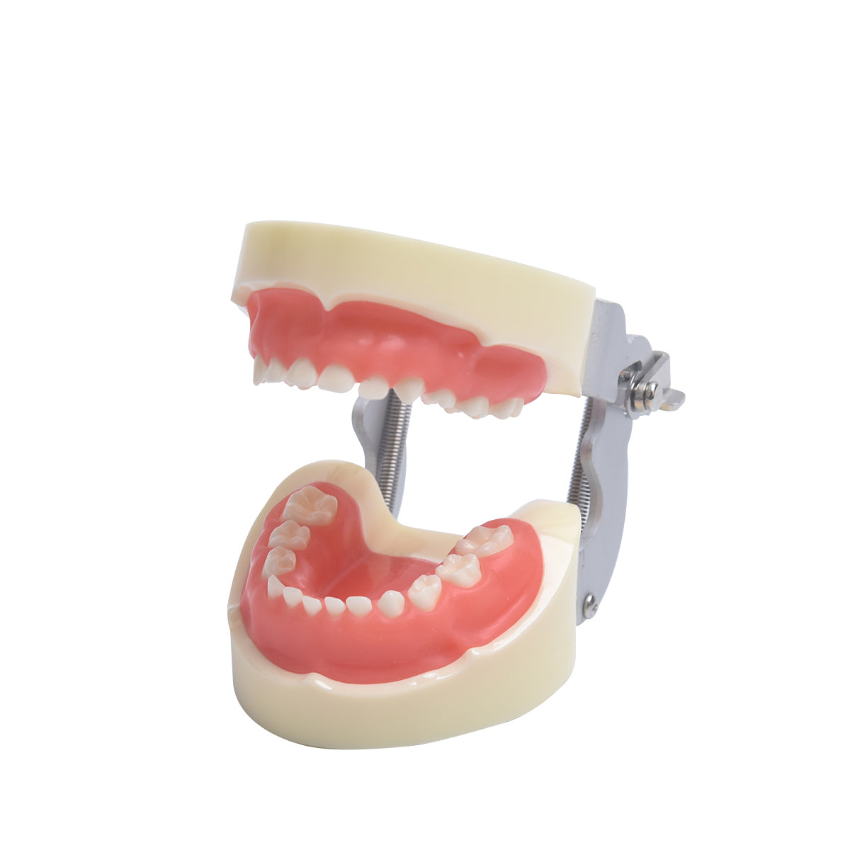 Shows Children's Dental Caries Carious Pathology Pathological Model Of Children's Teeth