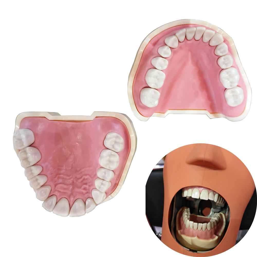 Dental Similar 28pcs Tooth Small Frasaco AG3 Teaching Model Teeth Model For Studying With Articulator Teeth Model