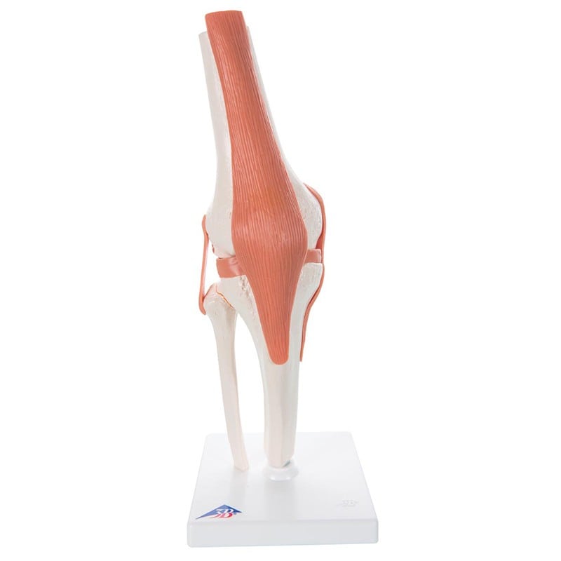 Skeleton: Joint Model - Knee