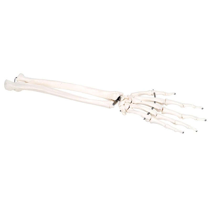Skeleton: Right Hand With Lower Arm