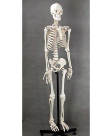 SKELETON, LIFE SIZE, 170CM
