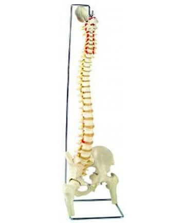 SPINE FEMUR HEADS OPEN SACRUM FLEX LIFE SIZE