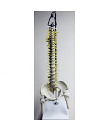 SPINE MODEL w/ PELVIS, FEMUR HEADS, 40CM, Flexible