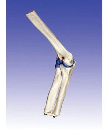 Mini Elbow Joint Model