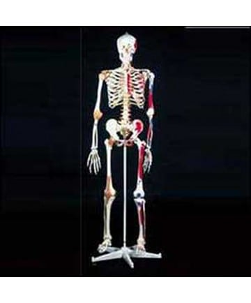 Mr. Superskeleton