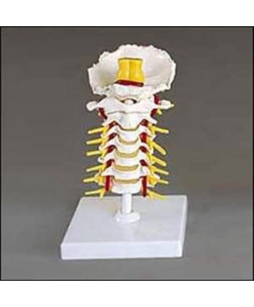 Flexible Cervical Vertebral Column