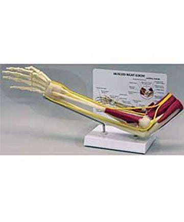 Muscled Elbow Joint Model