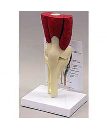 Muscled Knee Joint Model