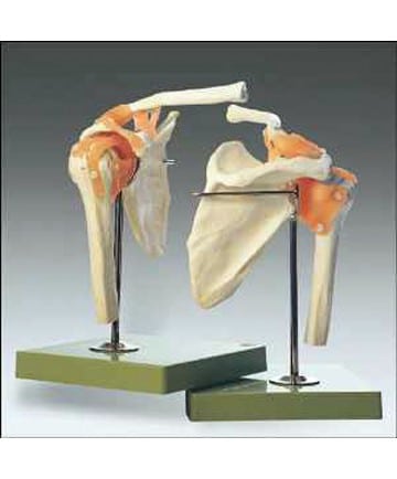 Functional Model of the Shoulder Joint
