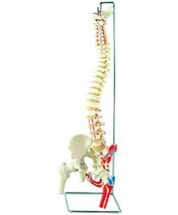 SPINE FEMUR HEADS PAINTED MUSCLES FLEXIBLE L