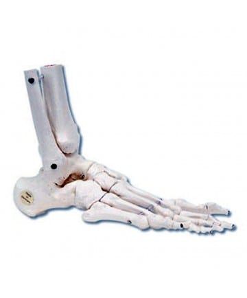 Loose Foot and Ankle Skeleton