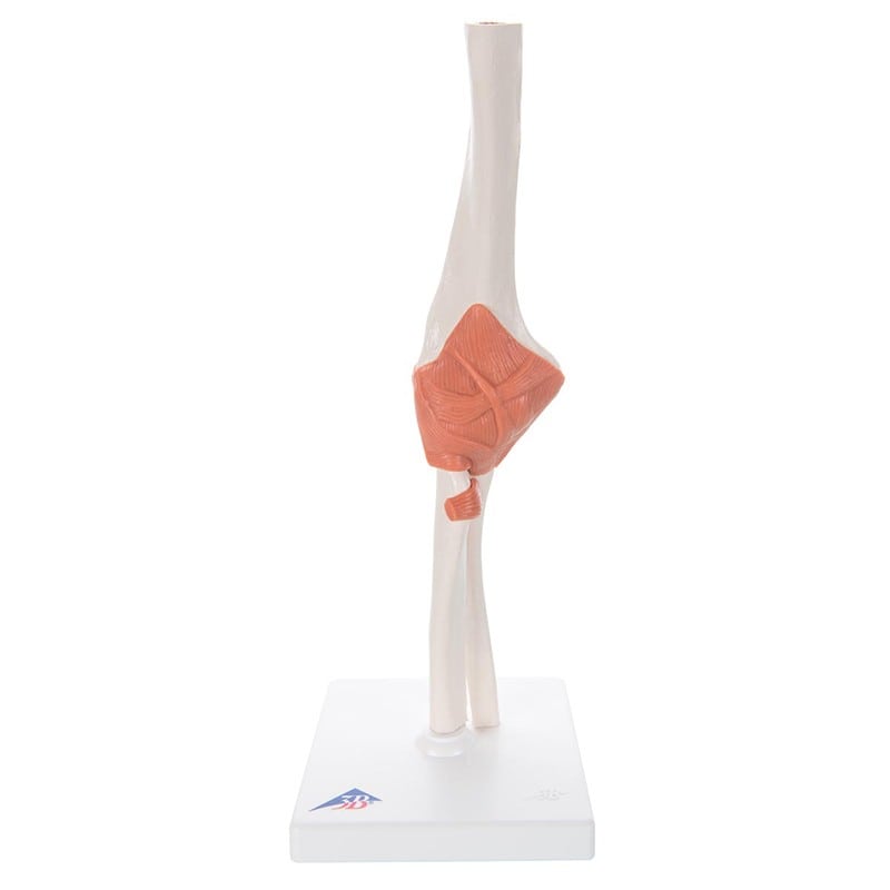 Skeleton: Joint Model - Elbow