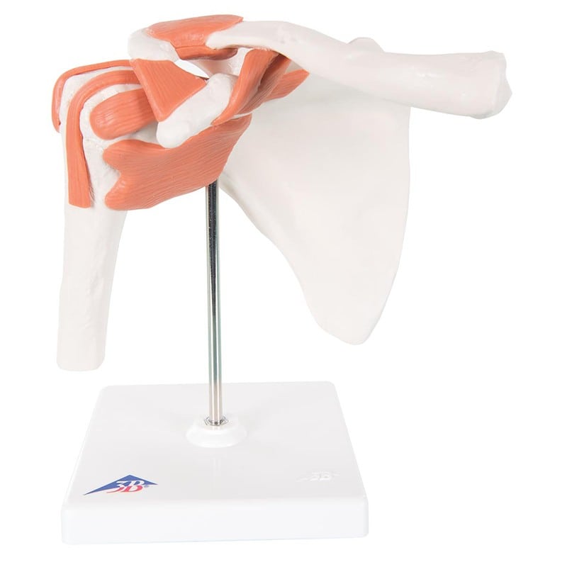 Skeleton: Joint Model - Shoulder