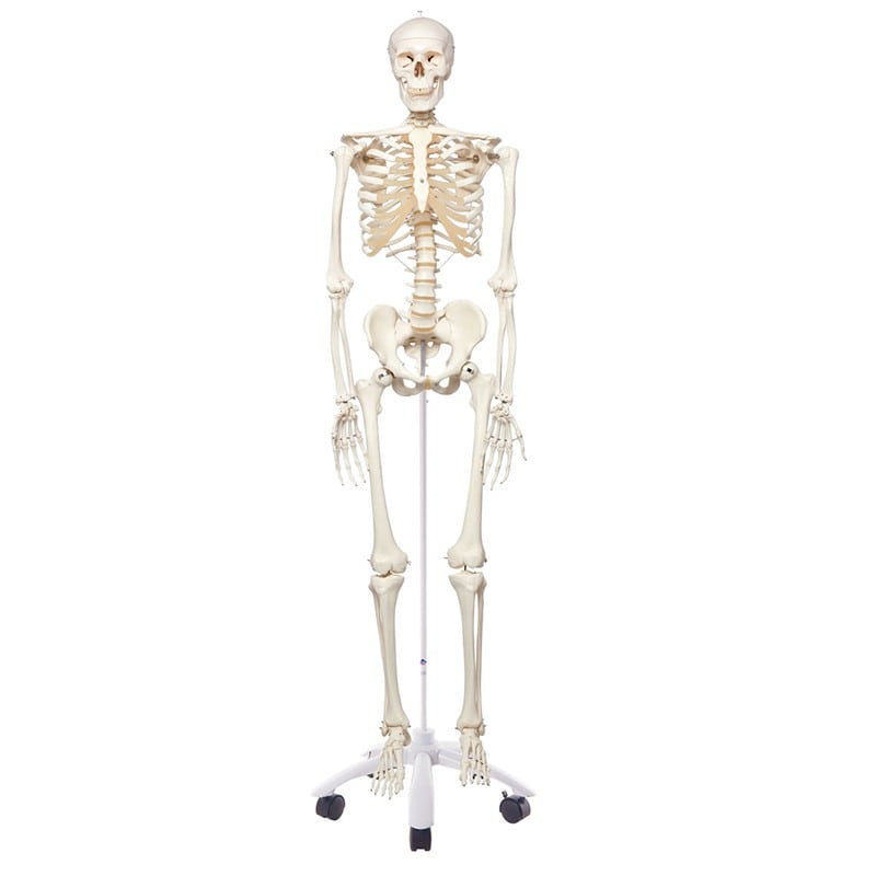 Skeleton: Articulated Adult Human Skeleton