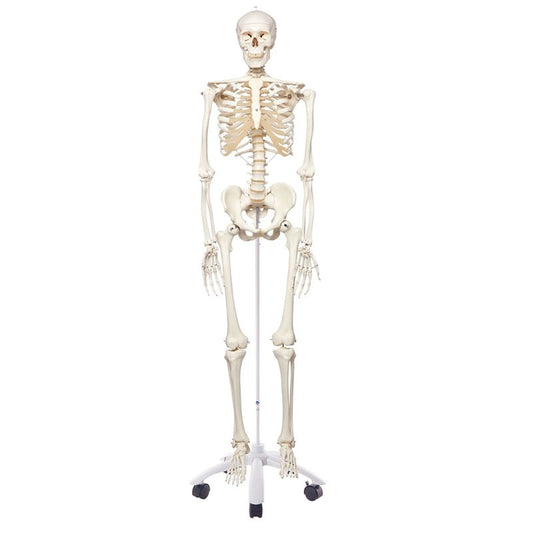Skeleton: Articulated Adult Human Skeleton