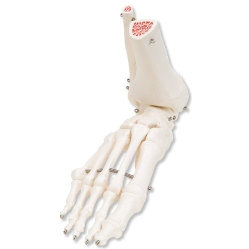 Skeleton: Right Foot Skeleton